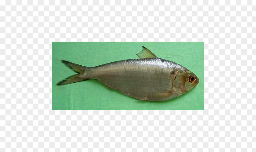 Fish Sardine Products Milkfish Oily Herring PNG