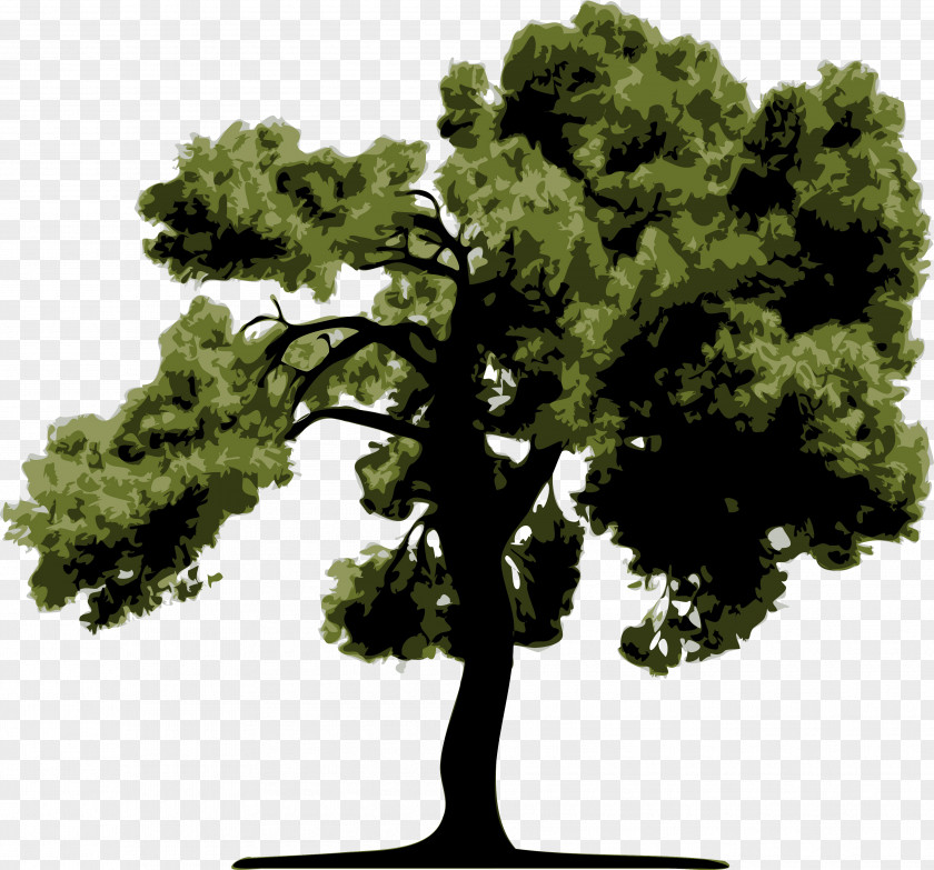 Green Tree Drawing PNG