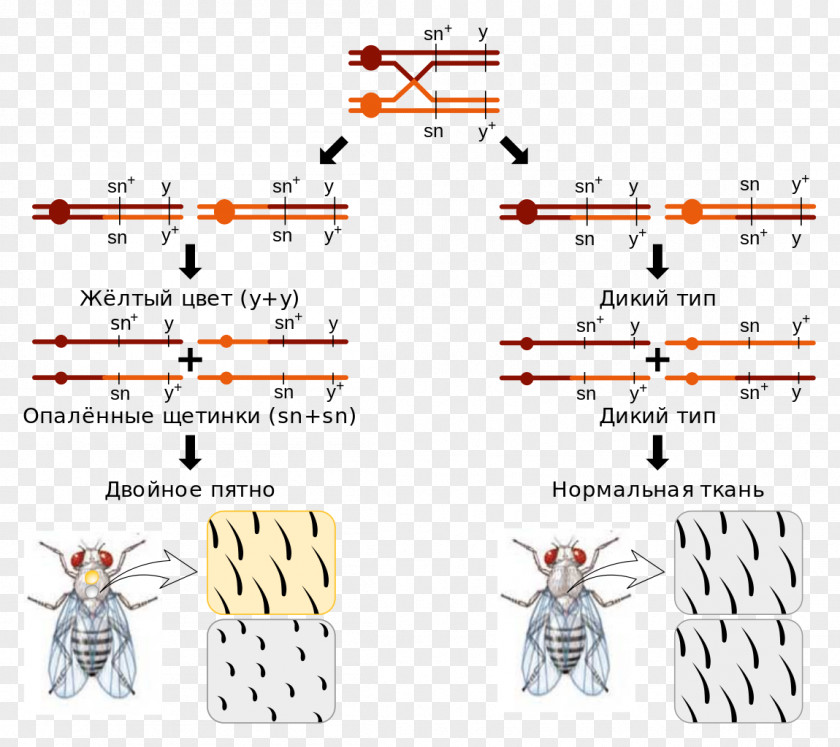 Must Not Chromosomal Crossover Mitosis Mitotic Recombination Cell Division Cycle PNG