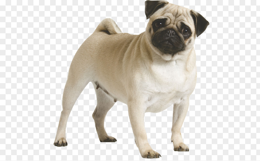 Puppy Pug Dog Breed Toys PNG