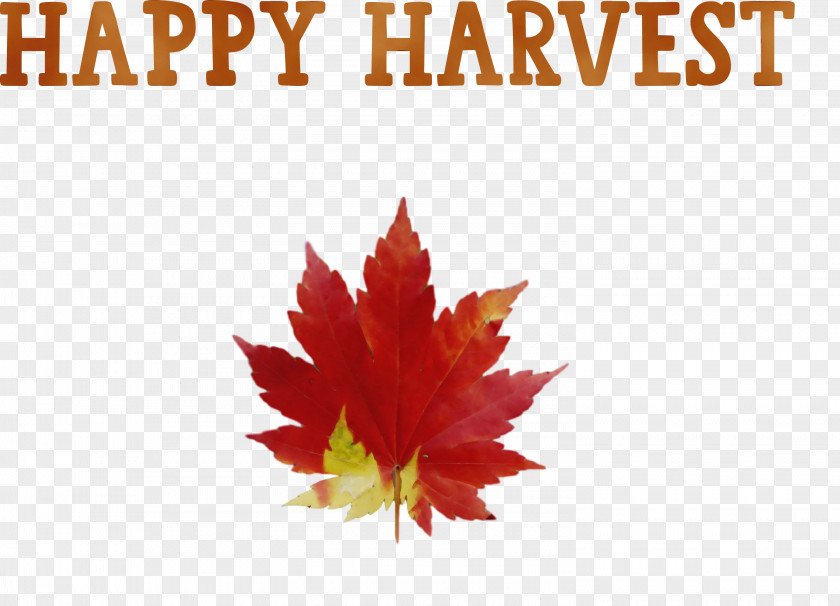 Leaf Drawing Season Autumn Text PNG