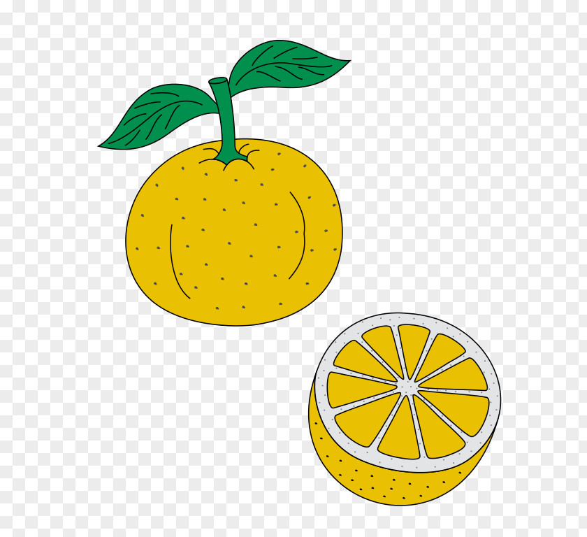 Lemon Citron Wikipedia Yuzu Orange PNG