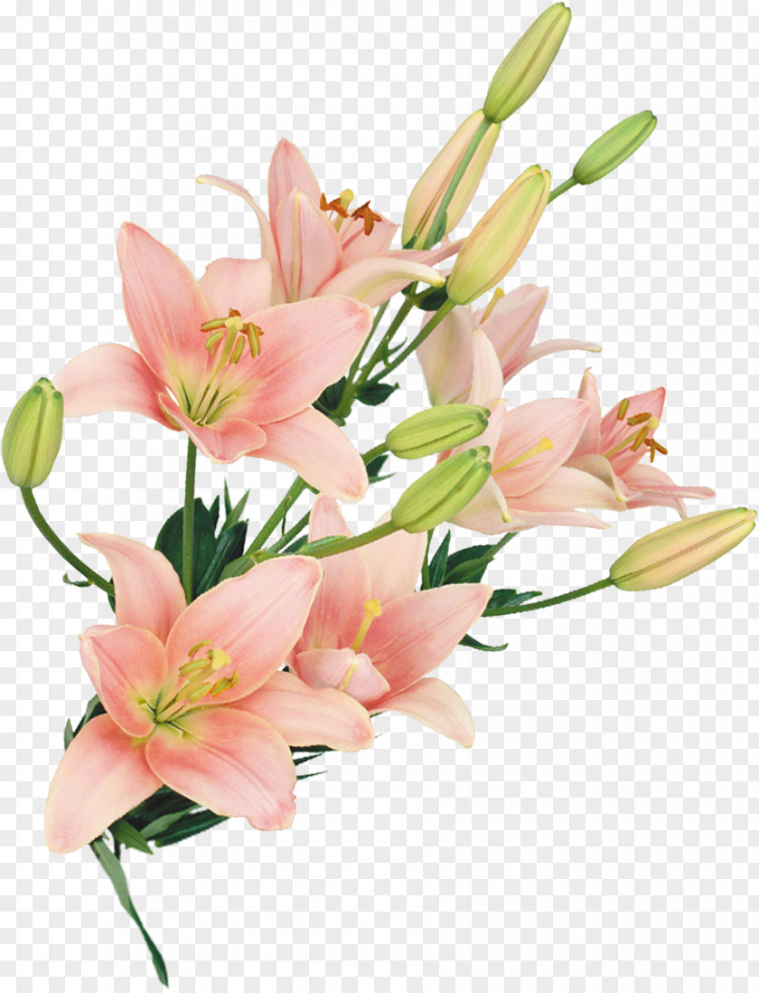 Lilly Cut Flowers Floral Design Flower Bouquet Floristry PNG