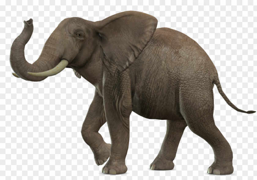 Lion African Bush Elephant Elephantidae Clip Art PNG