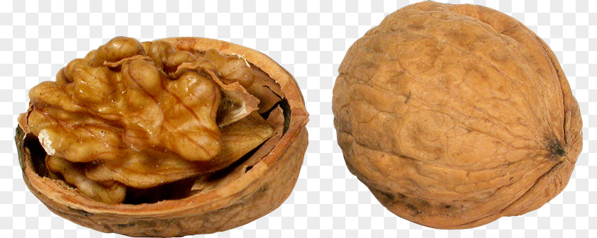 Nuez English Walnut Nuts Clip Art PNG