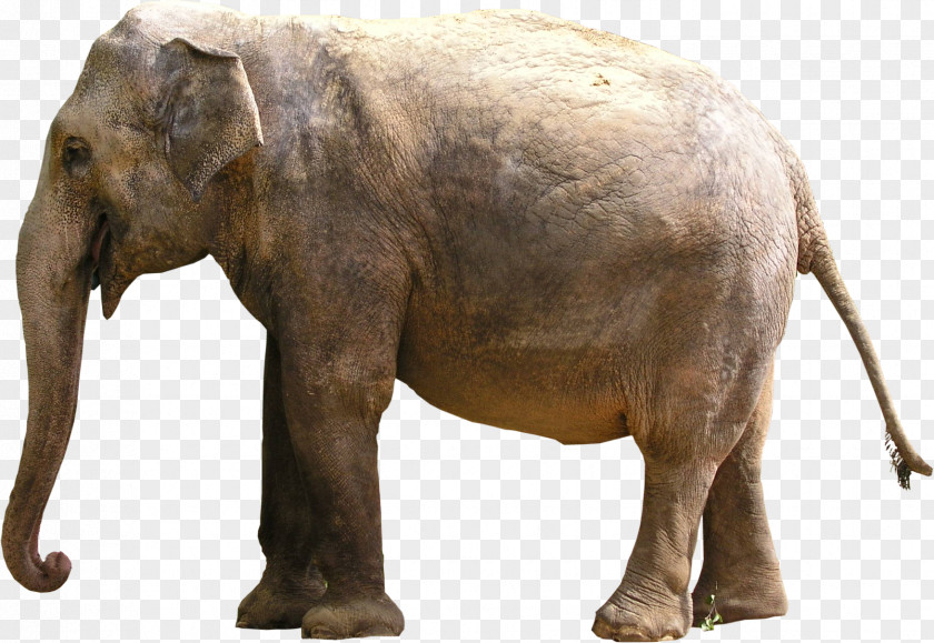Tusker Indian Elephant African PNG