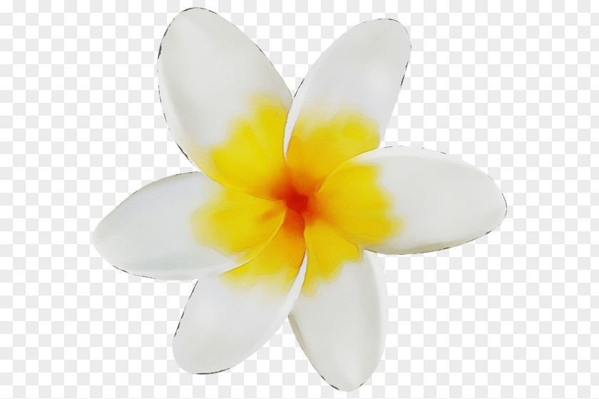 Wildflower Flowering Plant Petal Flower White Frangipani PNG