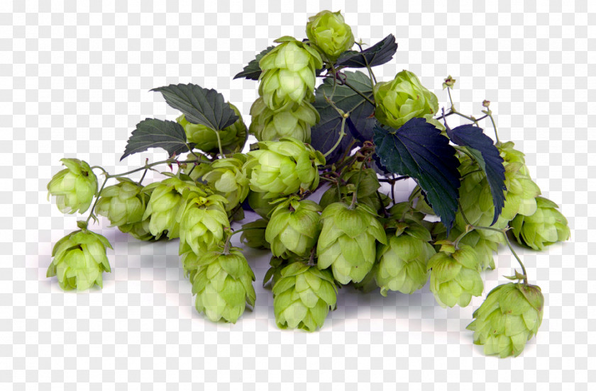 Beer Brewing Grains & Malts Cascade India Pale Ale Hops PNG