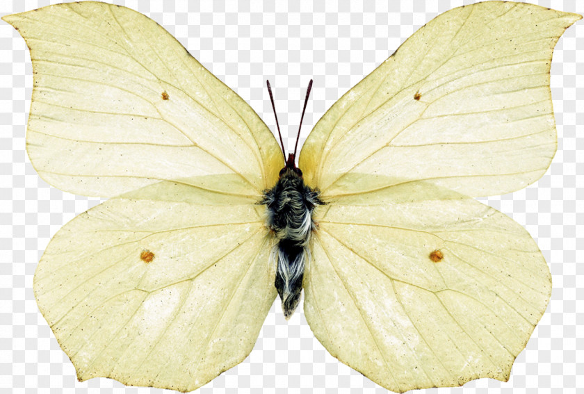 Butterfly Brush-footed Butterflies Pieridae Insect Silkworm PNG