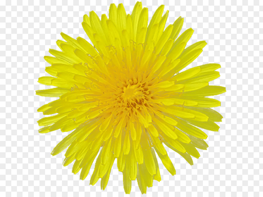 Dandelion Common Sunflower Yellow Cut Flowers Desktop Wallpaper PNG