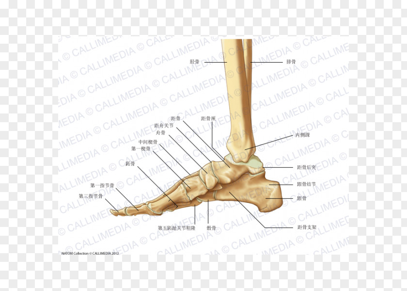 Foot Bone Anatomy Human Body Leg PNG body leg, chinese bones clipart PNG