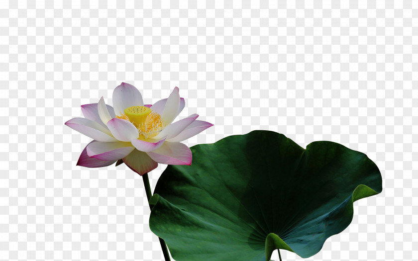 Lotus On The Leaf Nelumbo Nucifera Effect PNG