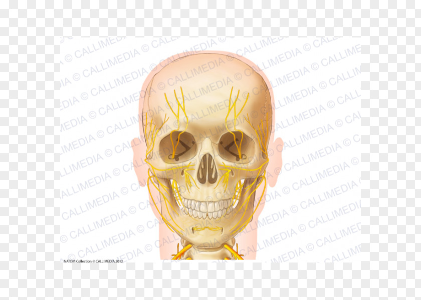 Skull Anatomy Nerve Zygomatic Bone Neck PNG