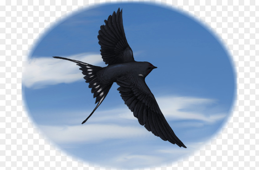 Swallow Fauna Beak Sky Plc PNG