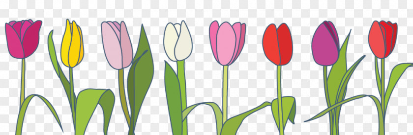 Tulip Clip Art Spring Bulb PNG