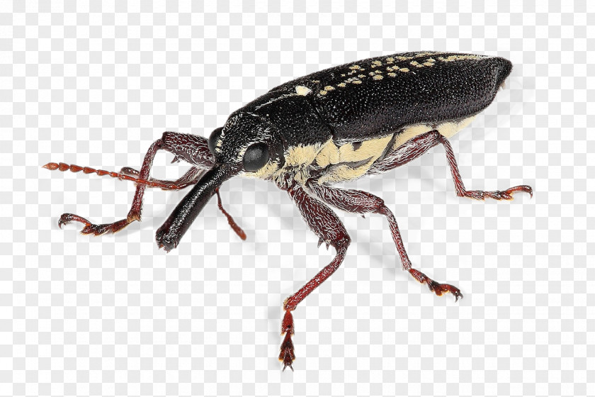 Beetle Weevil Rhinotia Hemistictus Microlarinus Lareynii Biological Pest Control PNG
