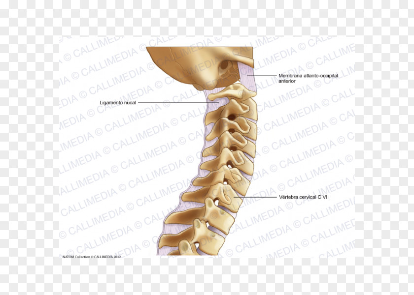 Cervical Vertebra Atlas Vertebrae Osteoarthritis Vertebral Column PNG