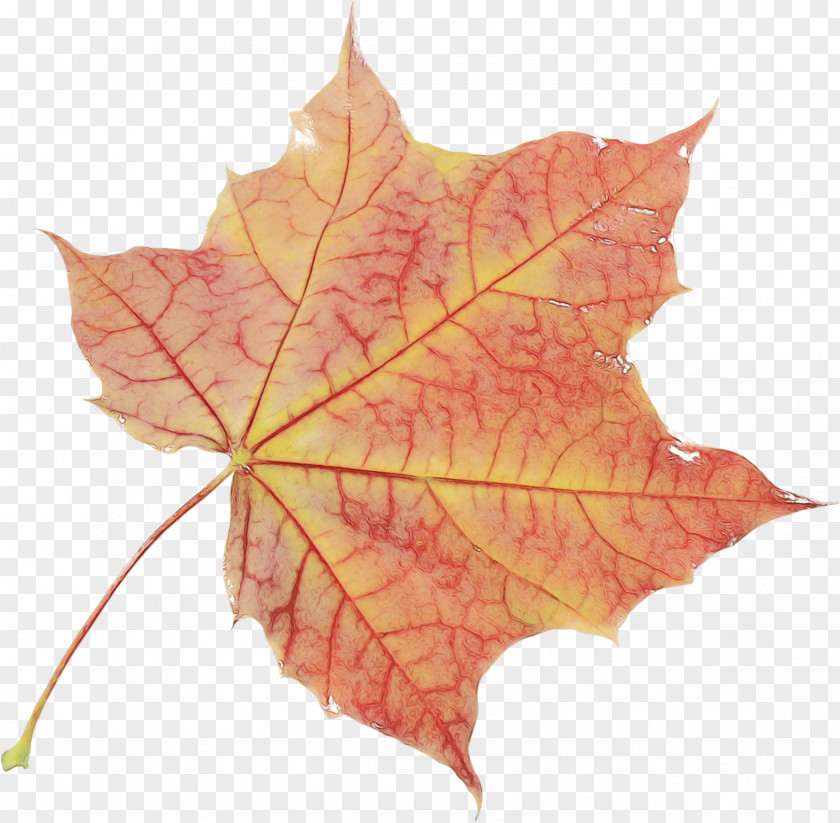 Deciduous Sweet Gum Maple Leaf PNG