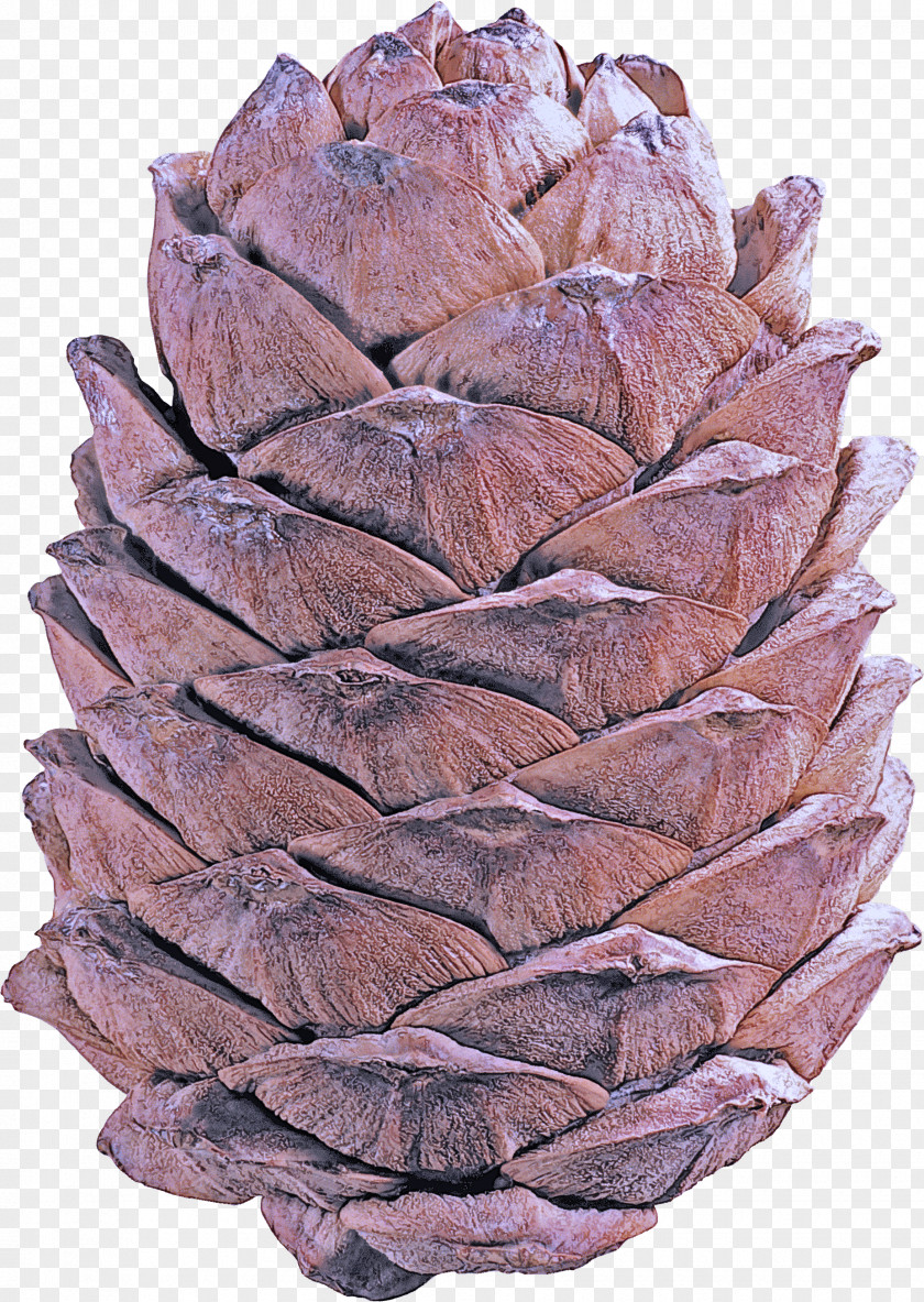 Flower Natural Material Red Pine Sugar Plant Conifer Cone Tree PNG