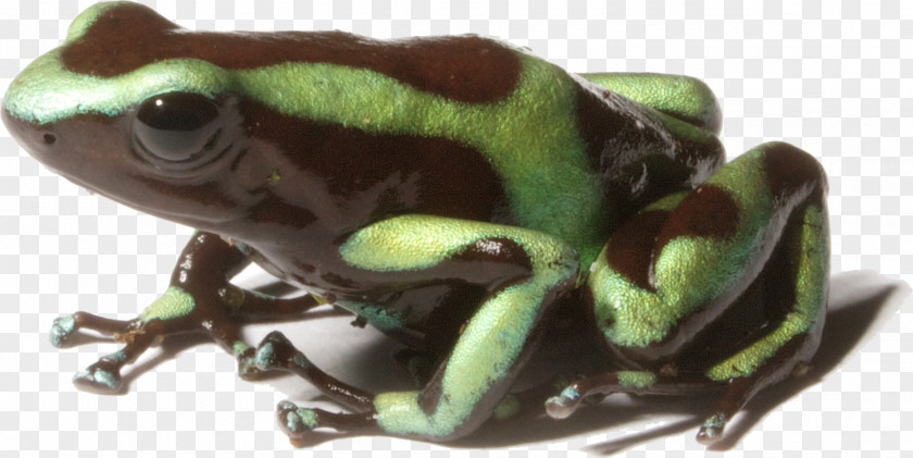 Frog Poison Green And Black Dart Dyeing Yellow-banded Rockstone PNG