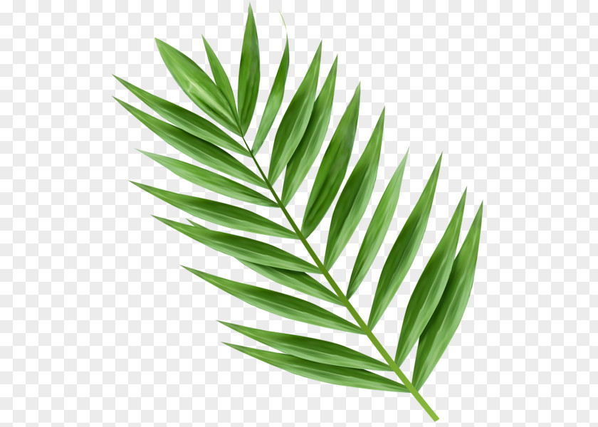 Leaf Arecaceae Palm Branch Clip Art PNG