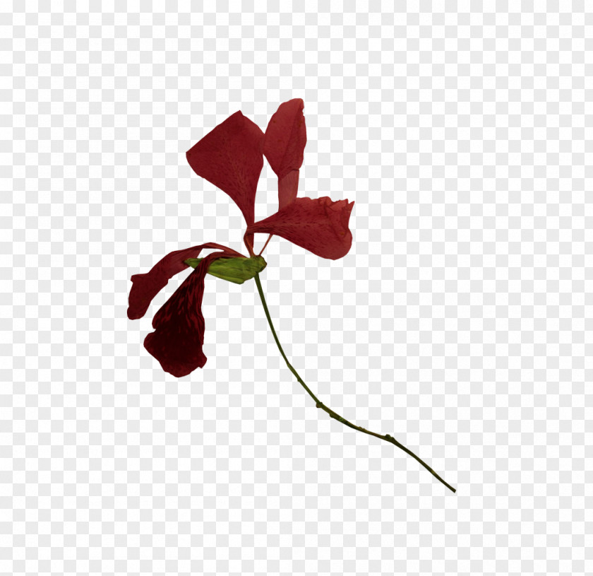 Leaf Petal Rose Family Cut Flowers Plant Stem PNG