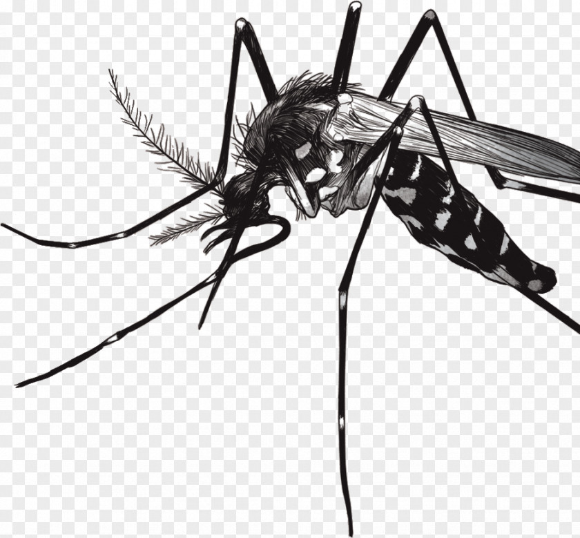 Mosquito Yellow Fever Zika Virus Dengue PNG
