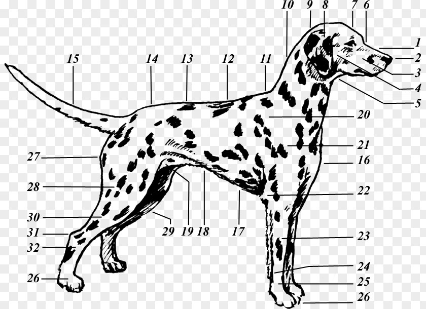 Puppy Dalmatian Dog Drawing The 101 Dalmatians Musical Canine Terminology PNG