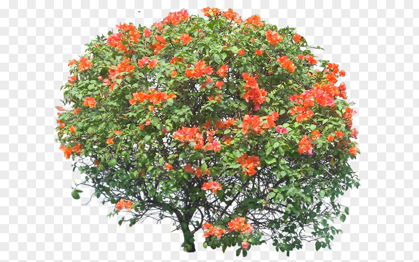 Tree Bougainvillea Shrub Vine PNG