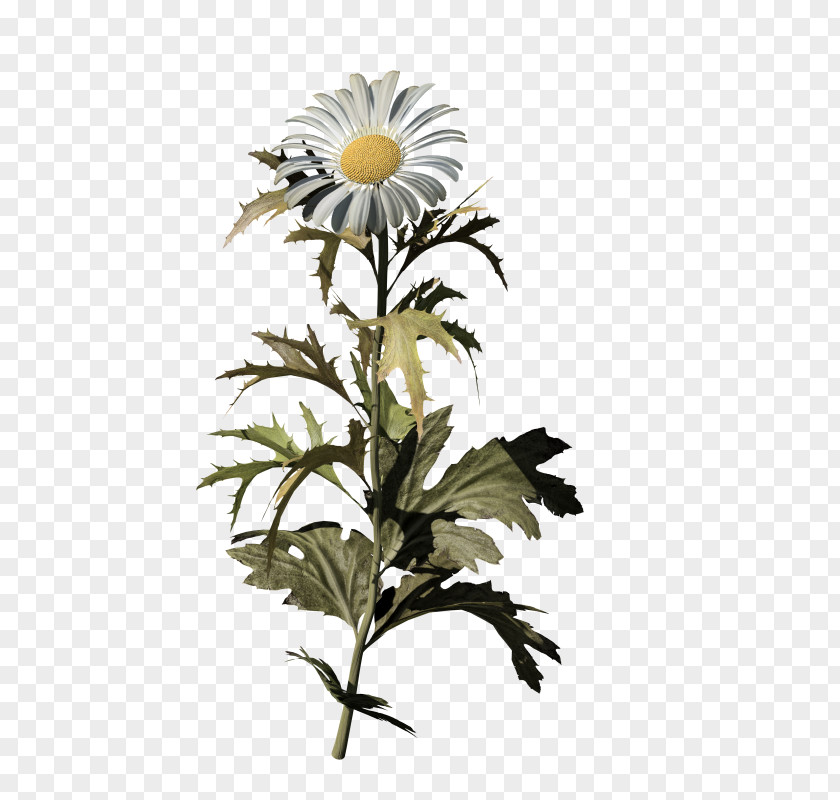 Chrysanthemum Oxeye Daisy Common Family Flower PNG