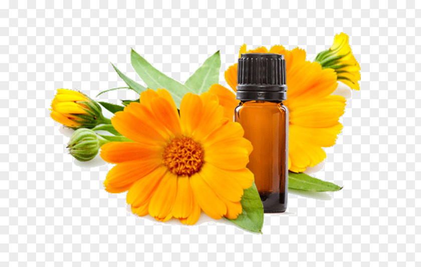 Flower Calendula Officinalis Skin Care Marigold Ointment PNG