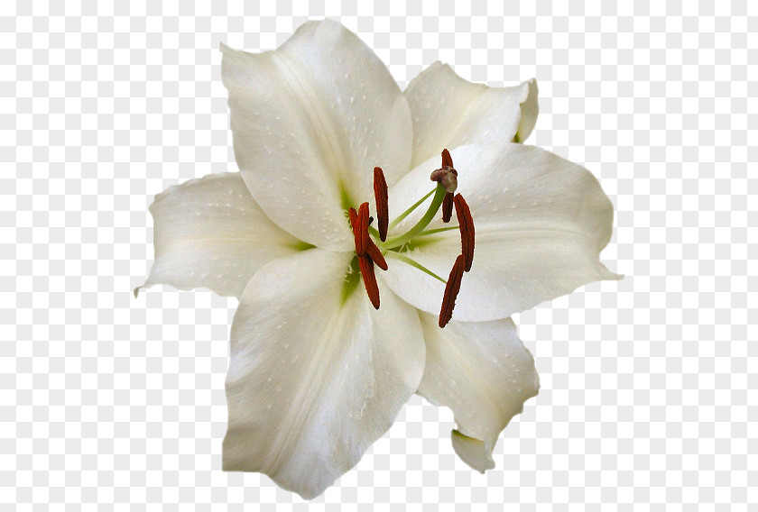 Flower Cut Flowers Orchids Lilium PNG