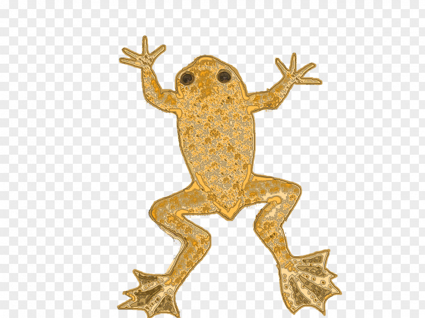 Frog Toad True Tree Fauna PNG