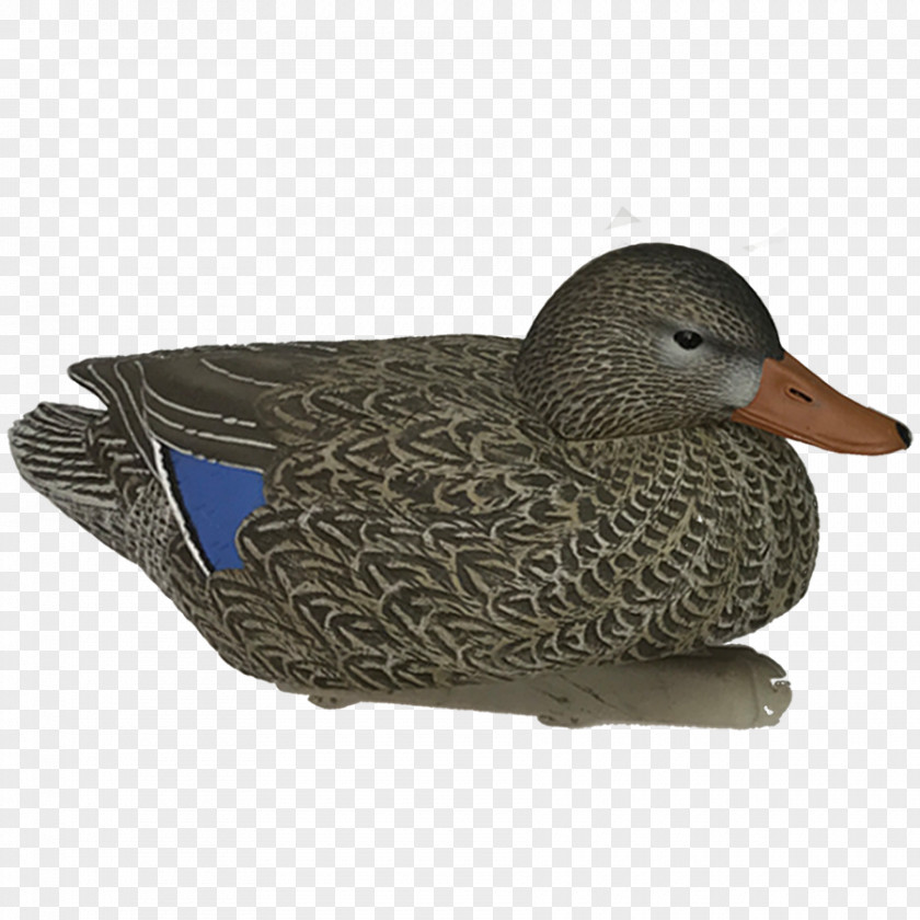 Hen Mallard Duck Bird Decoy Goose PNG