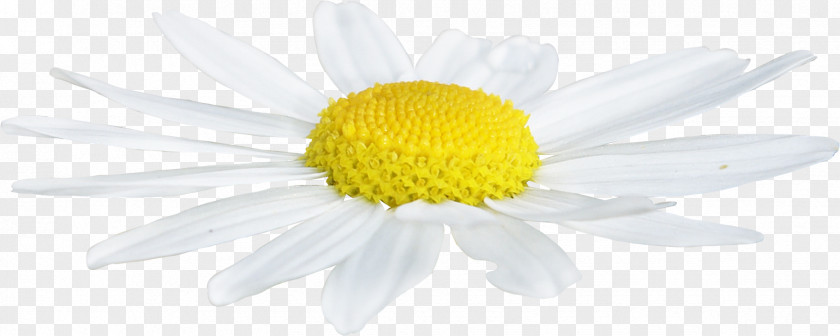 Ice Flower Daisy Family Roman Chamomile Common Oxeye PNG
