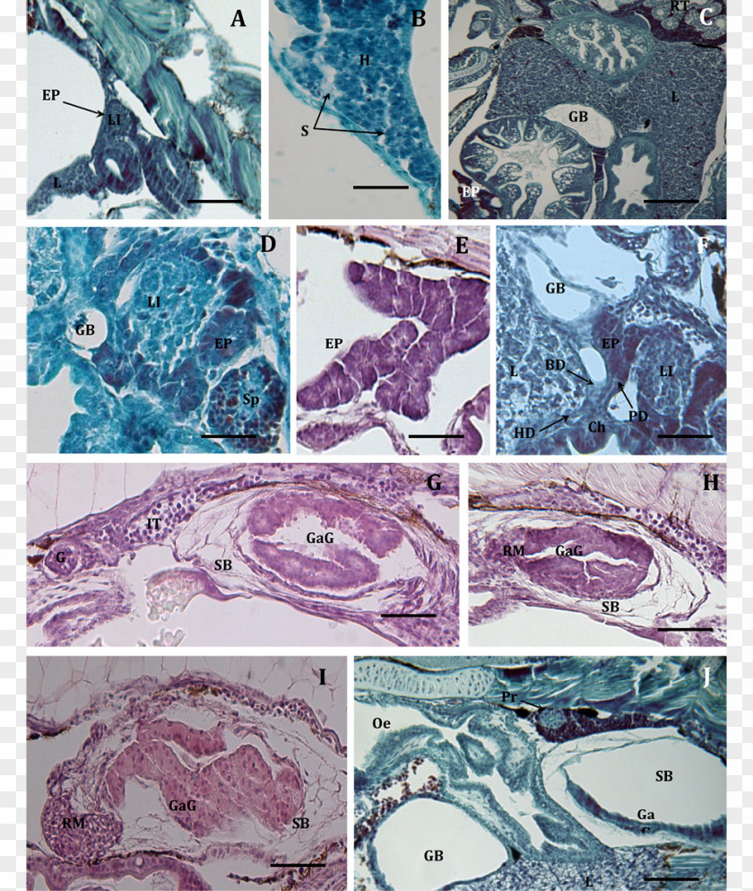 Organism Digestion Histochemistry And Cell Biology Function PNG