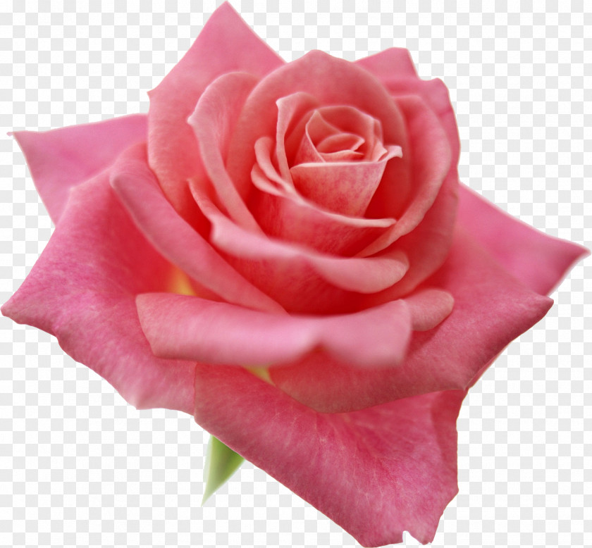 Rose Light Best Roses Beach Pink Desktop Wallpaper PNG