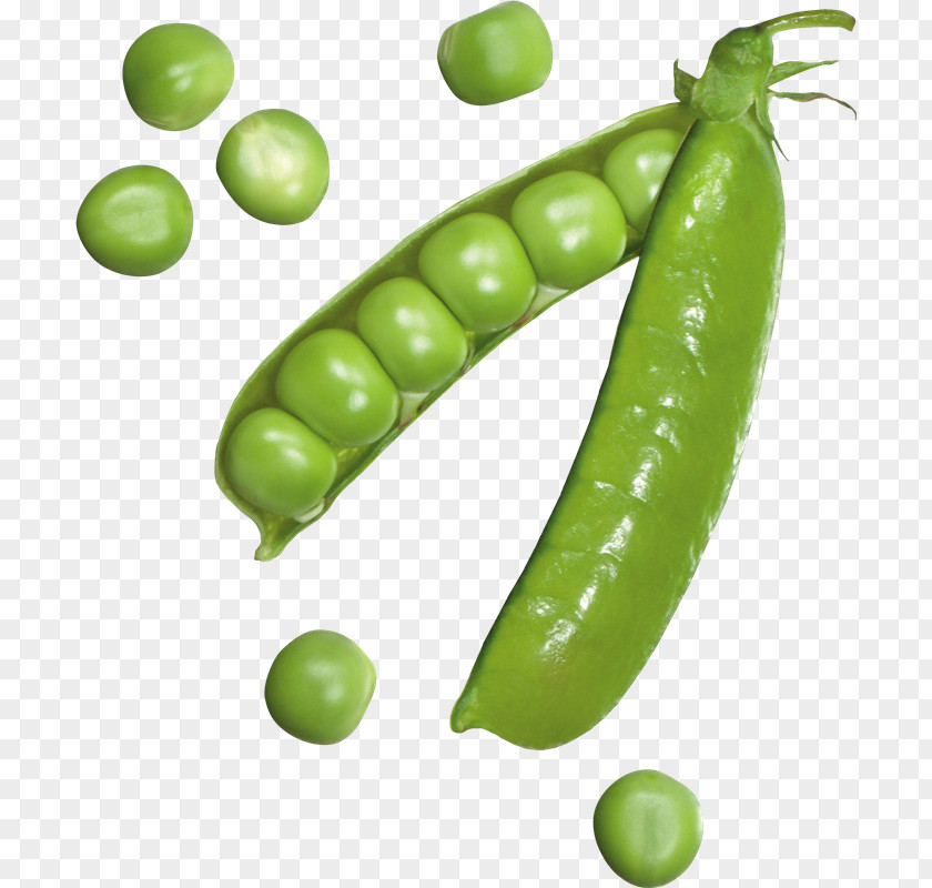 Vegetable Snow Pea Image Clip Art Download PNG