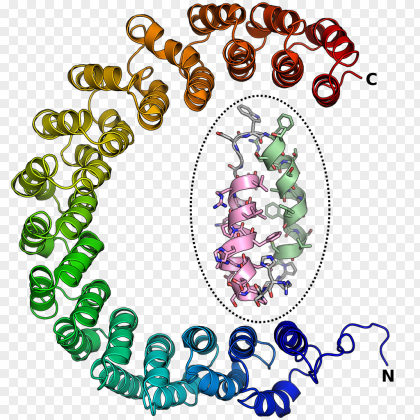 Alpha Solenoid HEAT Repeat Structural Motif Protein Domain PNG