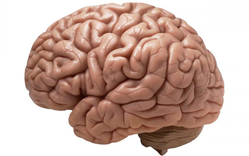 Brain Human Homo Sapiens Cerebral Cortex Ten Percent Of The Myth PNG