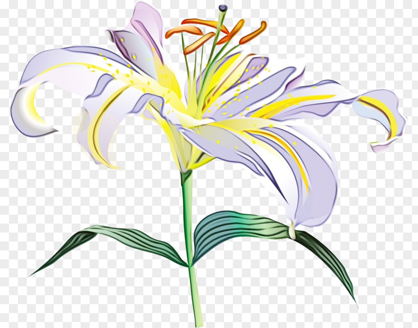 Daylily Lily Family Flower Flowering Plant Pedicel PNG