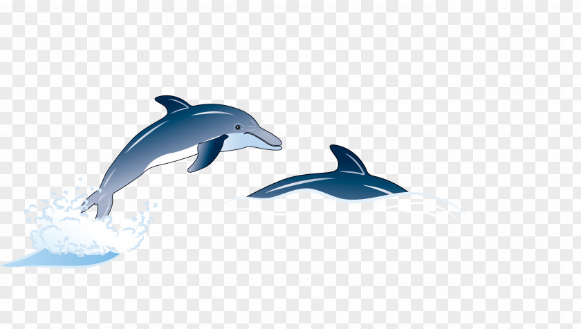 Dolphin Common Bottlenose Illustration PNG