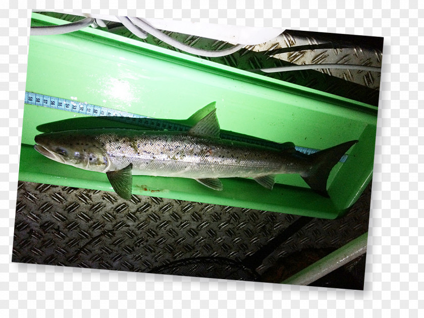Fish Salmon Lippe Products Deutscher Angelfischerverband PNG