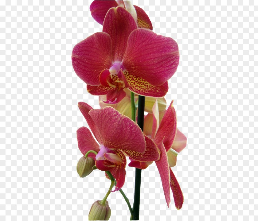 Orchids Red Flower PNG