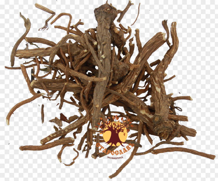 Plants Lovage Root Medicinal Herb PNG