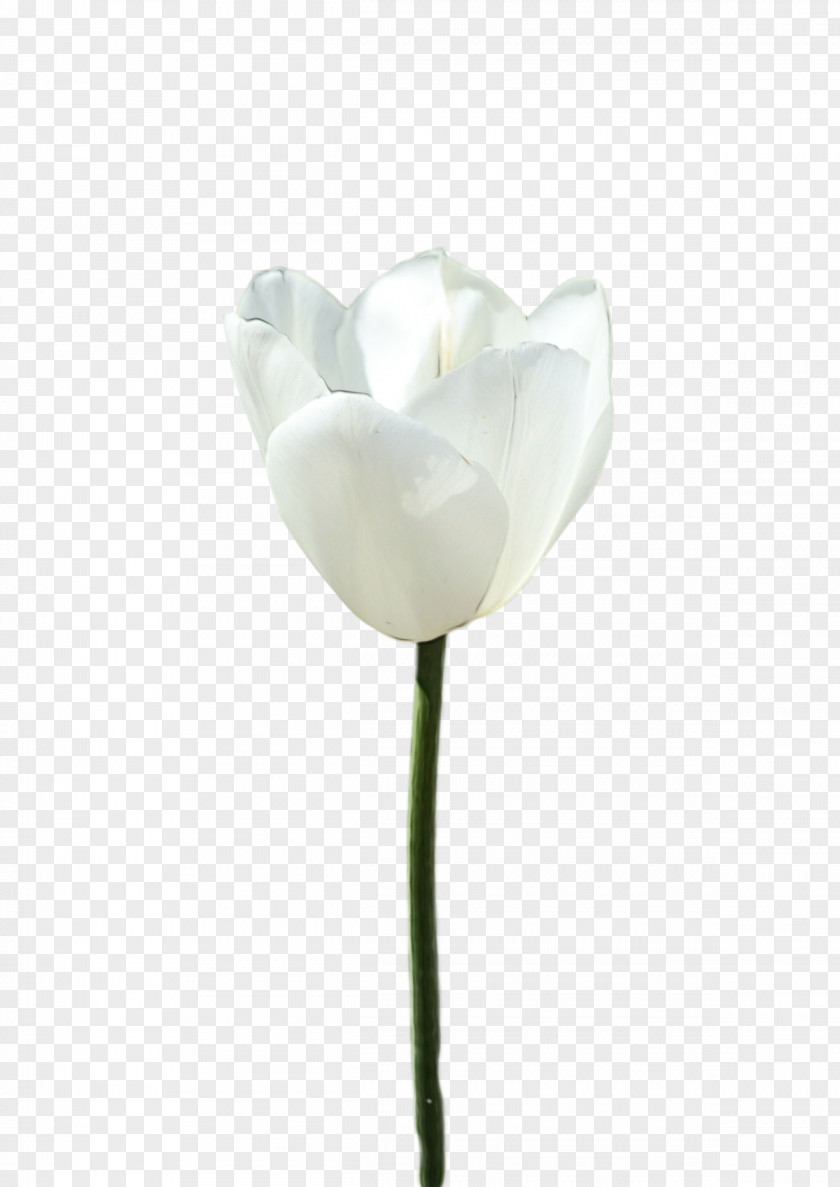 Rose PNG