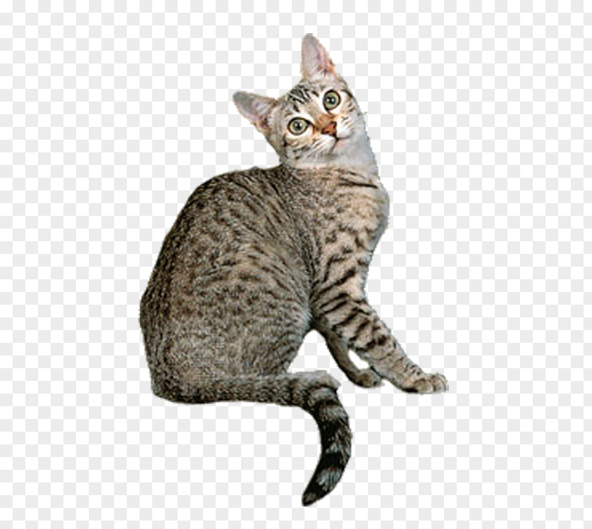 Tabby Cat Egyptian Mau Tonkinese Ocicat Bengal Norwegian Forest PNG