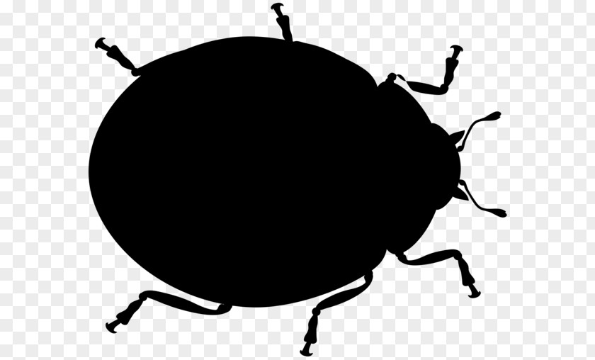 Weevil Beetle Clip Art Silhouette Membrane PNG