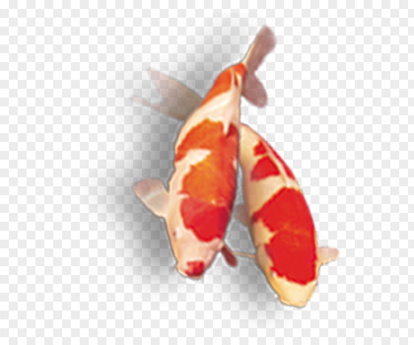 Fish Koi Products PNG