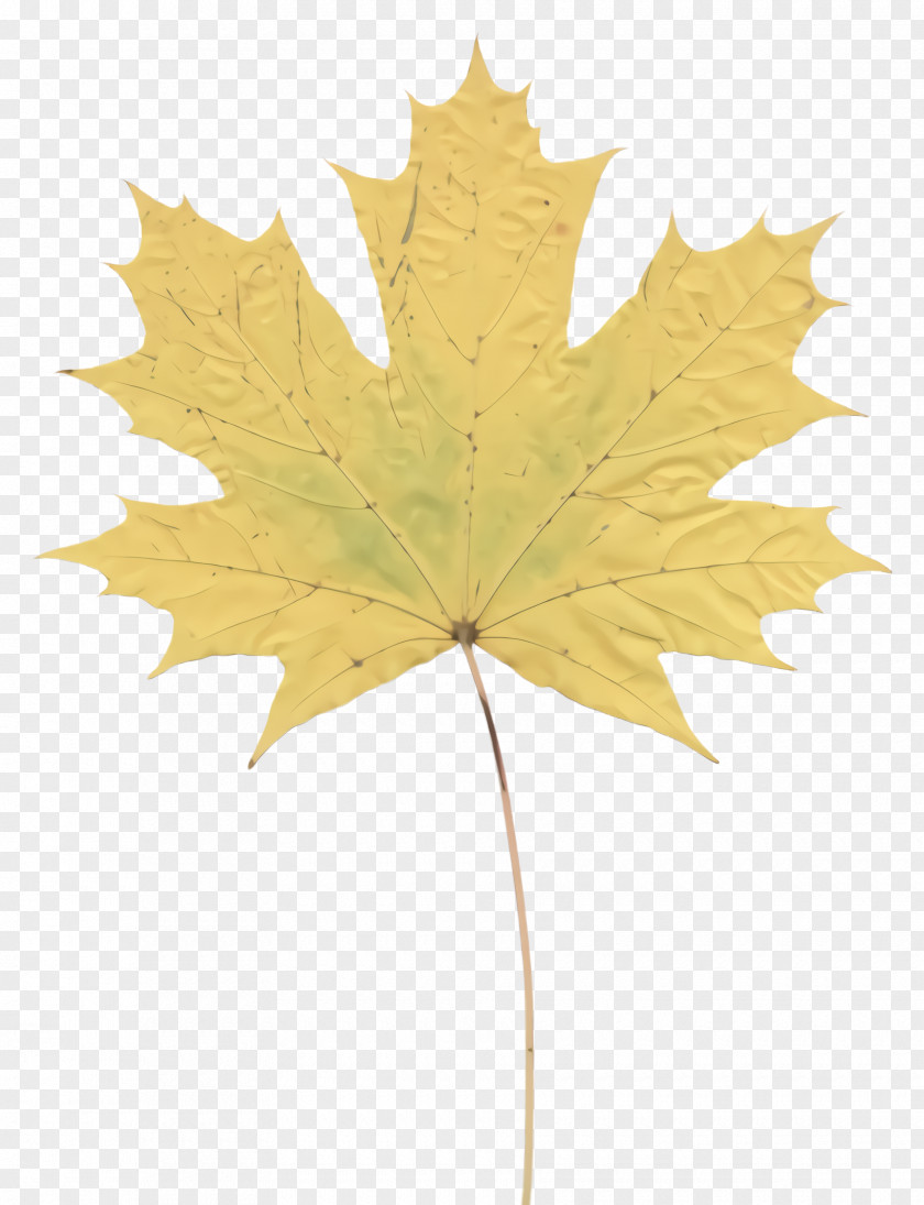 Flowering Plant Planetree Family Maple Leaf PNG